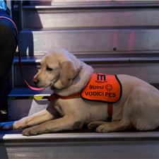Mezi diváky pořadu se objevil také pejsek, který v budoucnu bude pomáhat lidem s postižením jako vodicí pes.